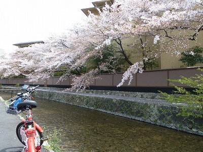 三条桜桜.jpg