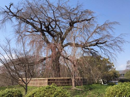 円山公園しだれ桜３月１７日.jpg