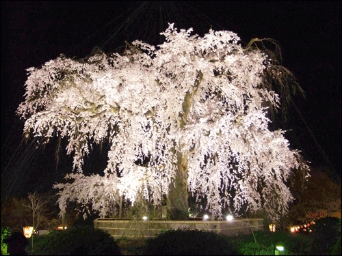 円山公園桜.gif